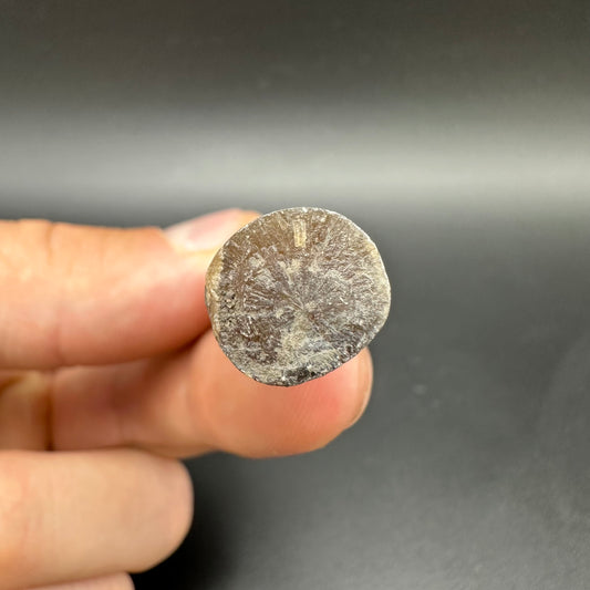 Belemnite (Fossil Squid) shell fossil - Whitby, North Yorkshire Jurassic Coast Yorkshire Fossils