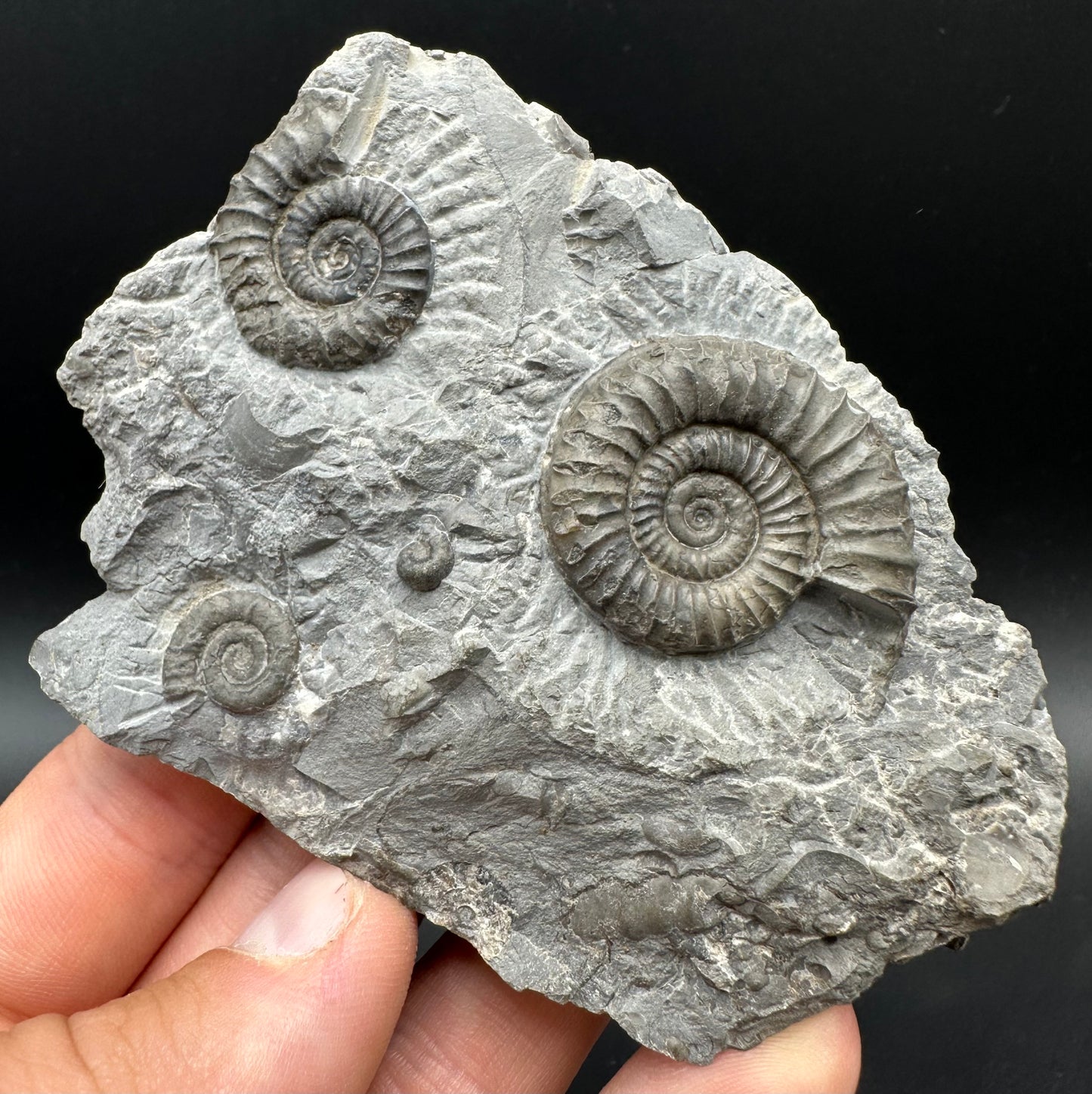 Arnioceras ammonite shell fossil with box and stand - Whitby, North Yorkshire Jurassic Coast Yorkshire Fossils