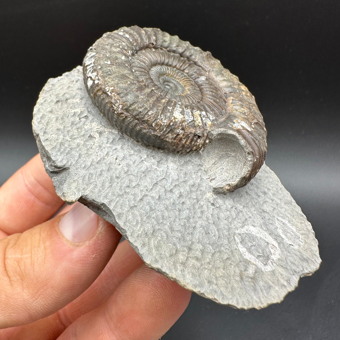 Dactylioceras Ammonite Fossil With box and Stand - Whitby, North Yorkshire Jurassic Coast Yorkshire Fossils