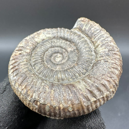 Dactylioceras Ammonite Fossil With Box And Stand - Whitby, North Yorkshire Jurassic Coast Yorkshire Fossils