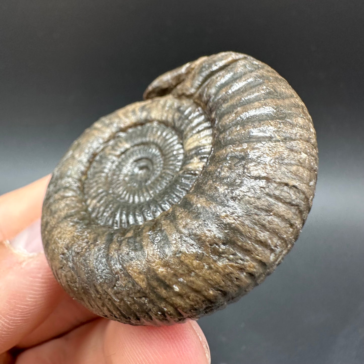 Snakestone Ammonite Fossil With Bag/Box And Stand - Whitby, North Yorkshire Jurassic Coast Yorkshire Fossils