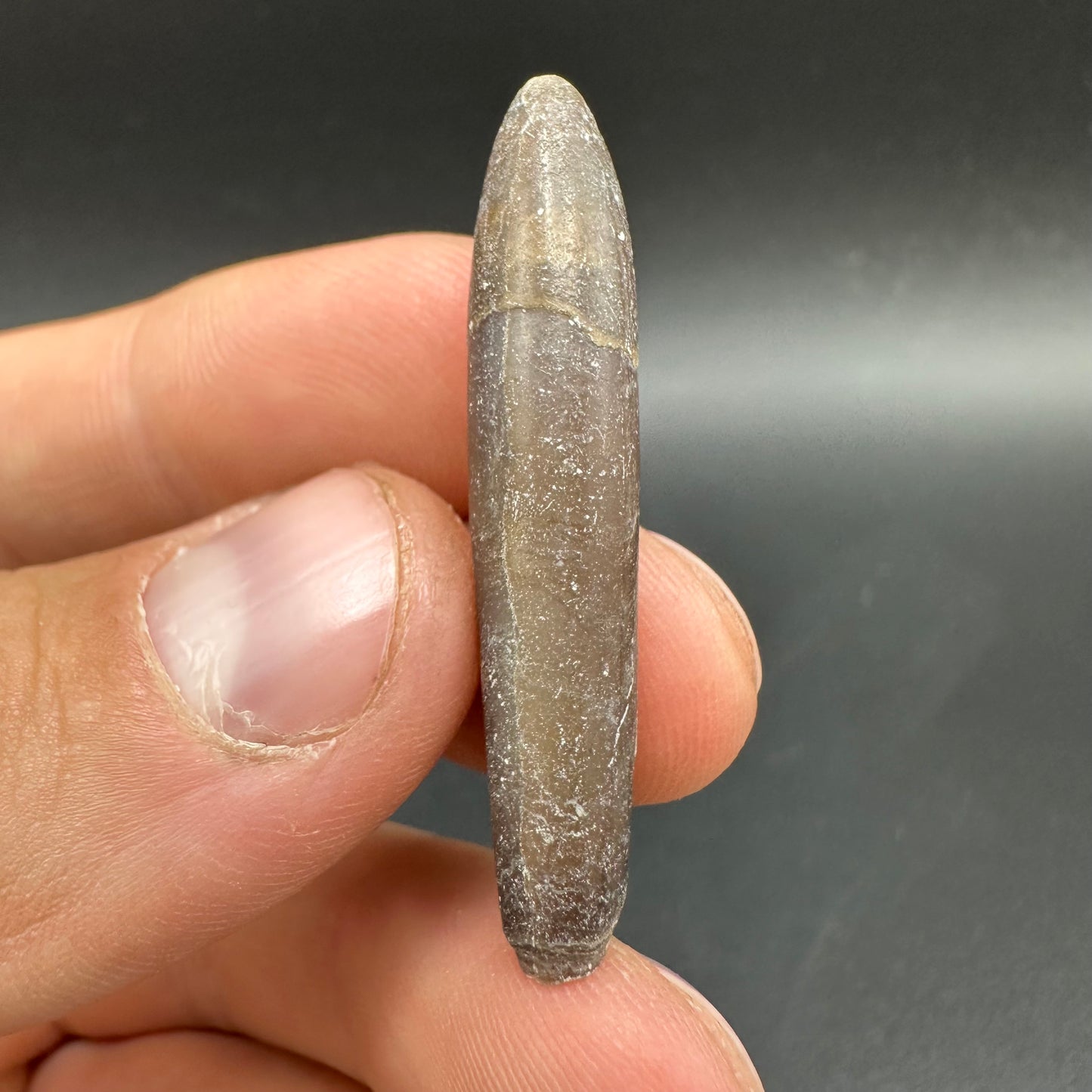 Hibolite (Fossil Squid) shell fossil - Whitby, North Yorkshire Jurassic Coast Yorkshire Fossils