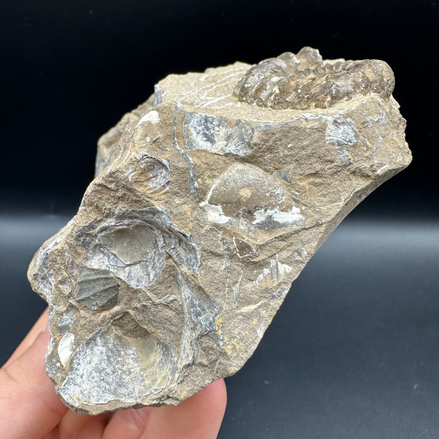 Androgynoceras capricornus Ammonite fossil with box and stand - Whitby, North Yorkshire Jurassic Coast Yorkshire Fossils