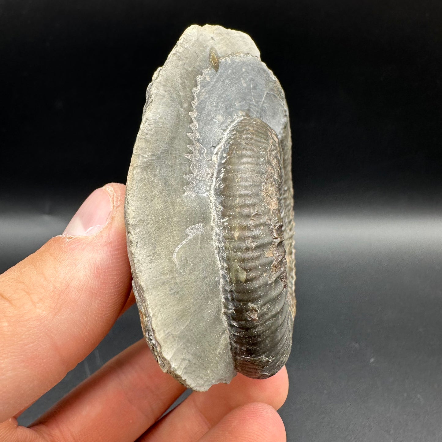 Dactylioceras Ammonite Fossil With Box And Stand - Whitby, North Yorkshire Jurassic Coast Yorkshire Fossils