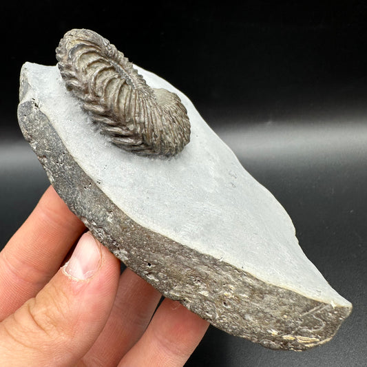 Schlothemia angulata ammonite fossil with box and stand - Whitby, North Yorkshire Jurassic Coast, Yorkshire fossils