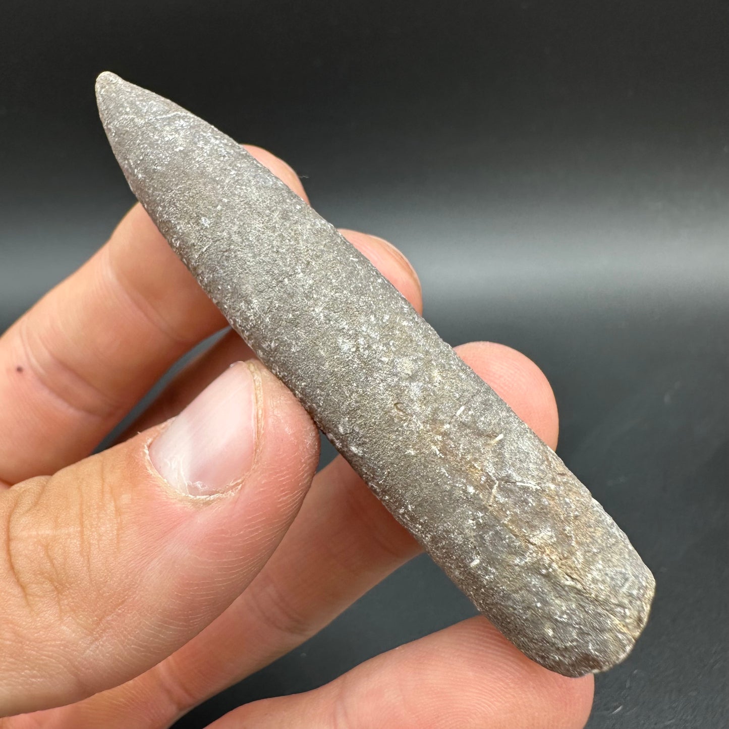 Belemnite (Fossil Squid) shell fossil with box and stand - Whitby, North Yorkshire Jurassic Coast Yorkshire Fossils