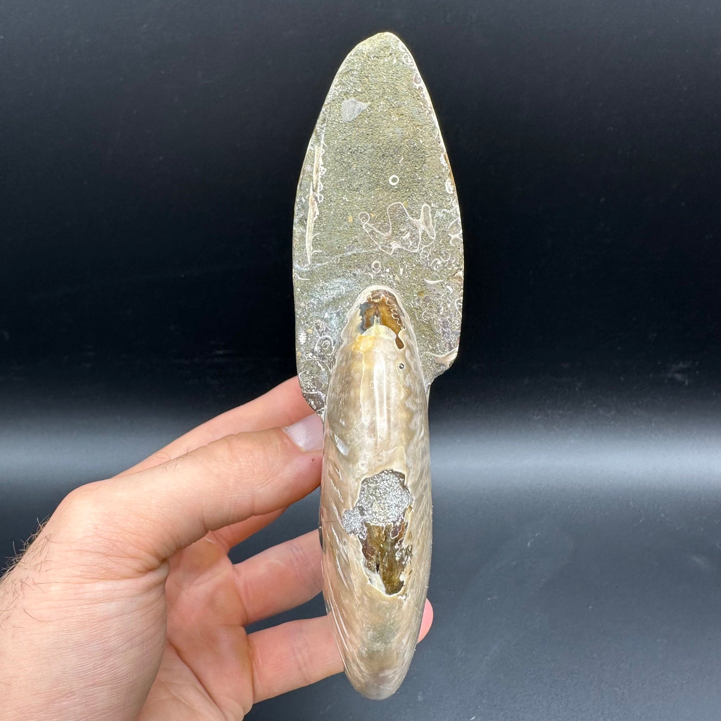 Cleoniceras Ammonite Fossil With Stand - Cretaceous Ammonite Madagascar