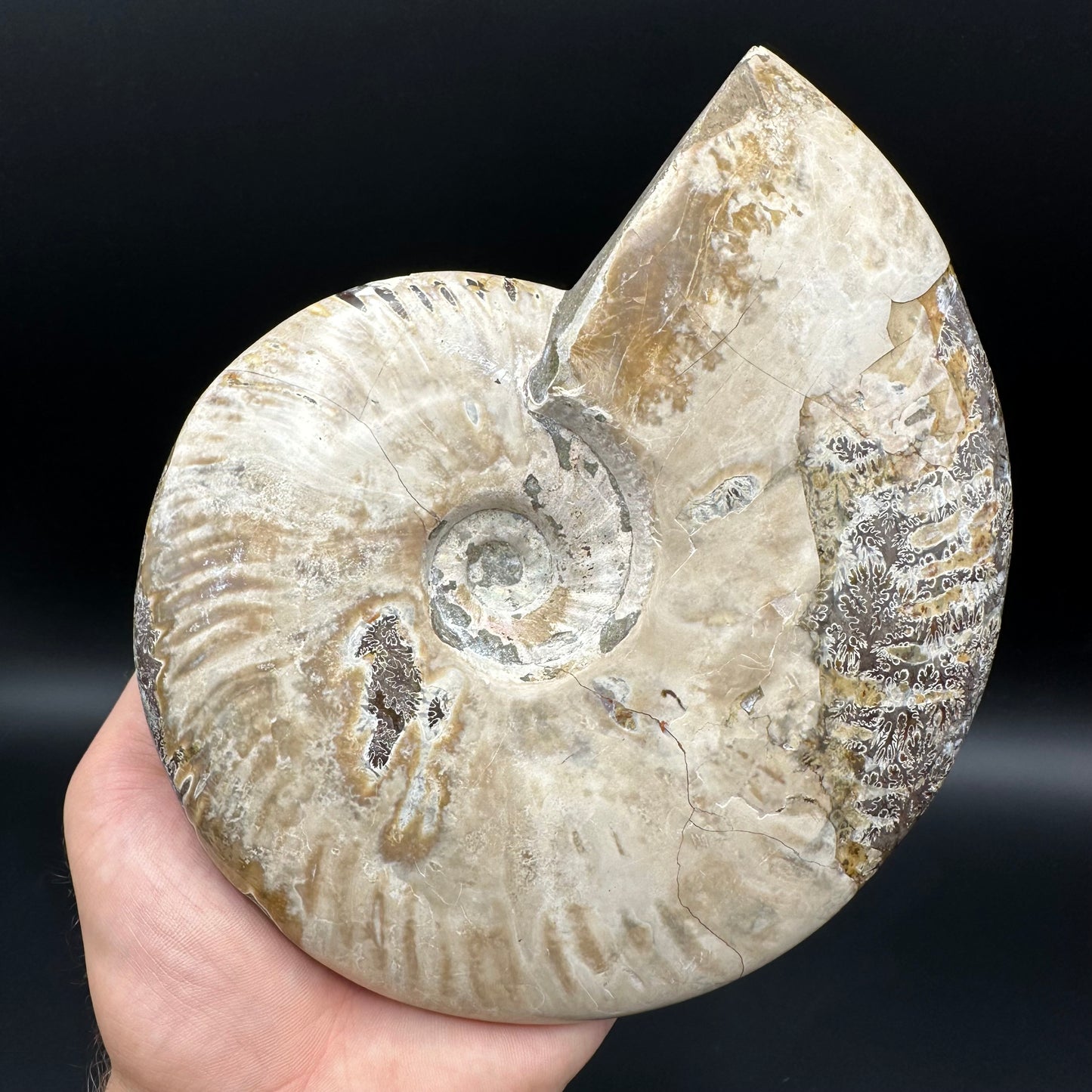 Cleoniceras Ammonite Fossil With Stand - Cretaceous Ammonite Madagascar