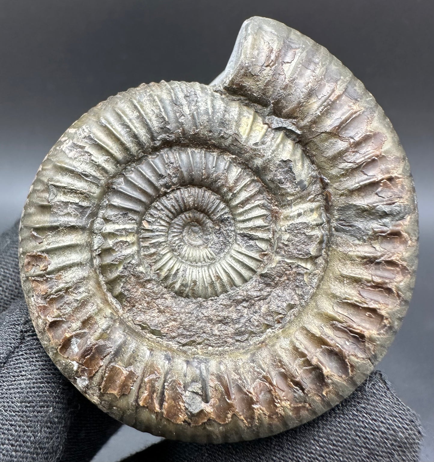 Dactylioceras Ammonite Fossil With Box And Stand - Whitby, North Yorkshire Jurassic Coast Yorkshire Fossils