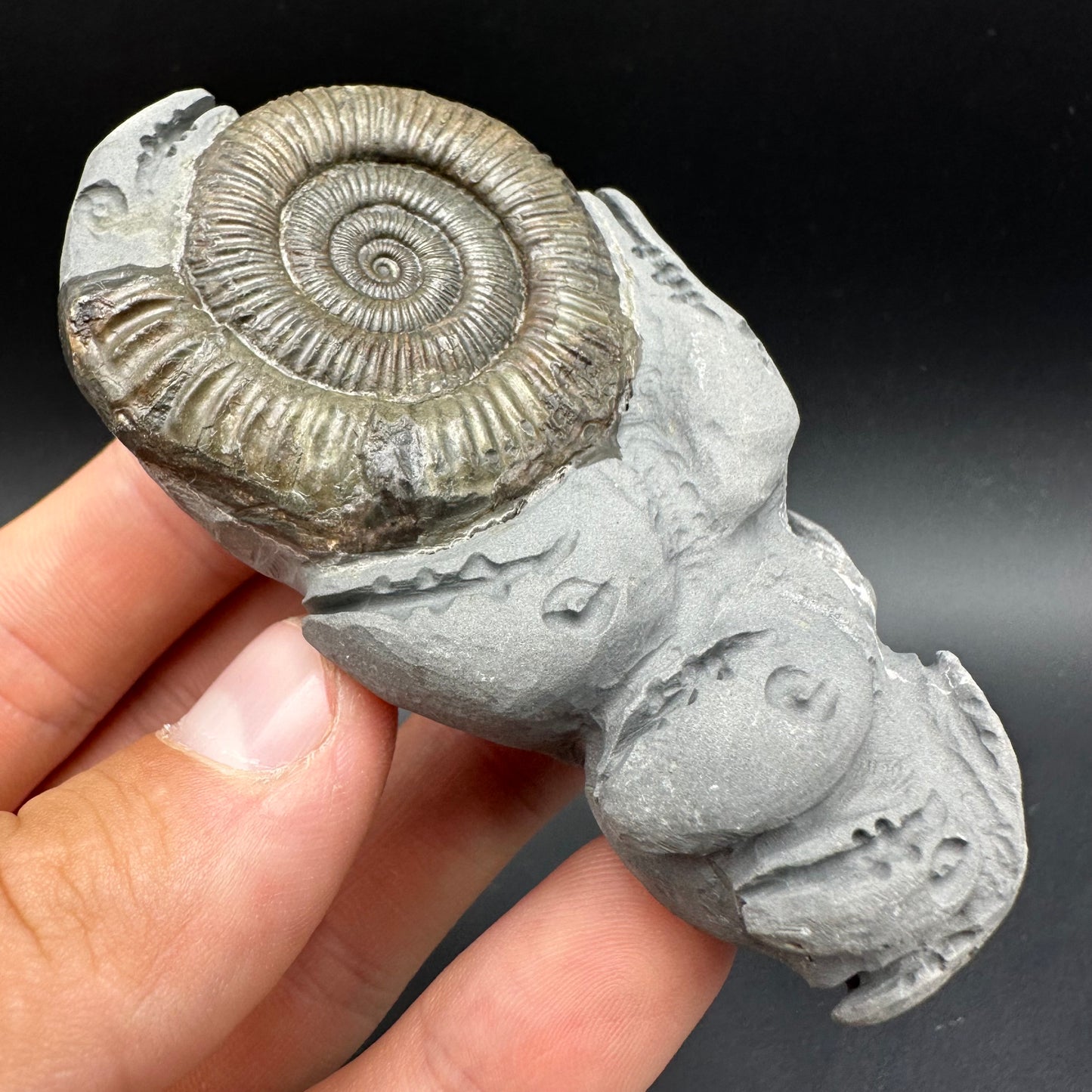 Hydra Snakestone Ammonite Fossil With Bag/Box And Stand - Whitby, North Yorkshire Jurassic Coast Yorkshire Fossils