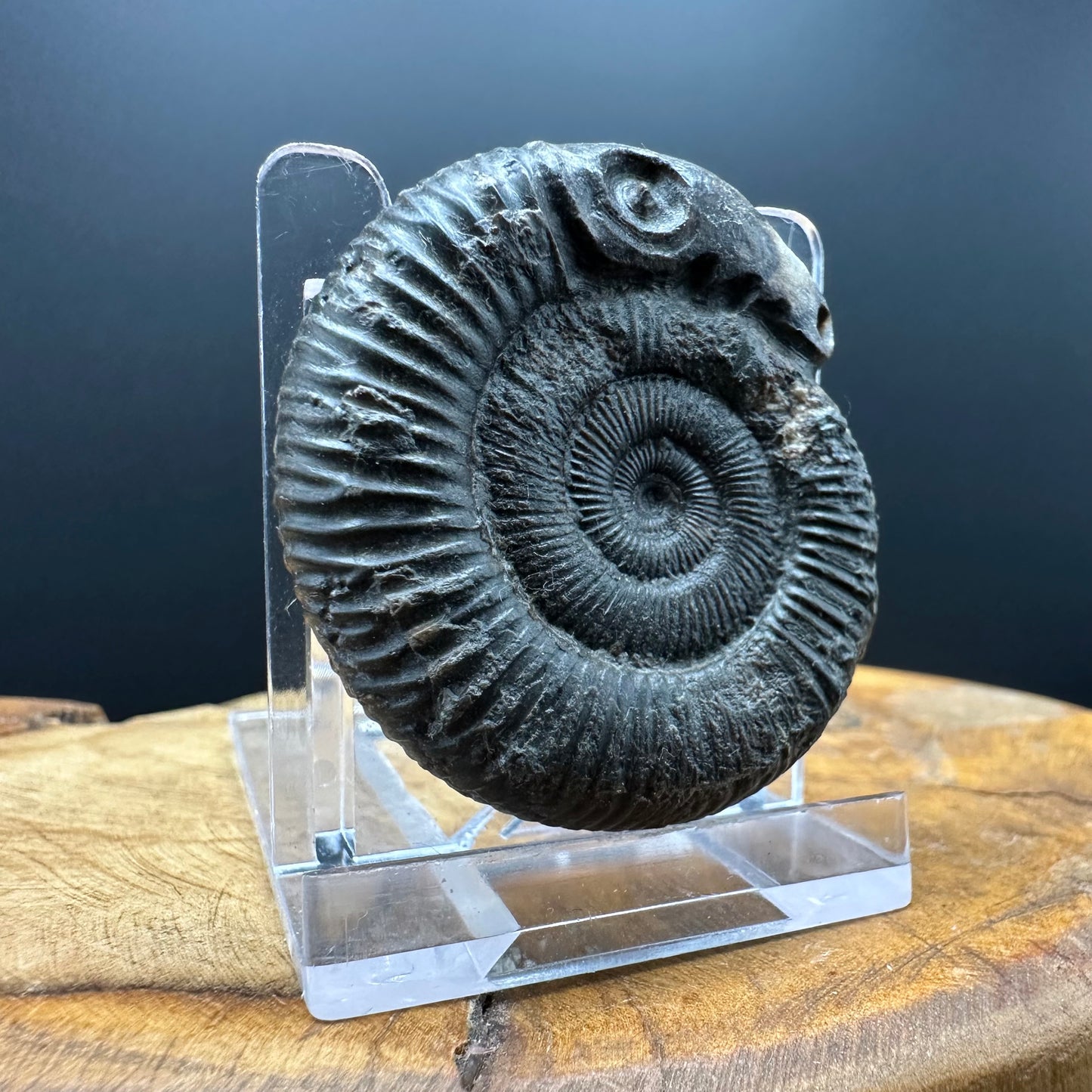 Snakestone Ammonite Fossil With Bag/Box And Stand - Whitby, North Yorkshire Jurassic Coast Yorkshire Fossils