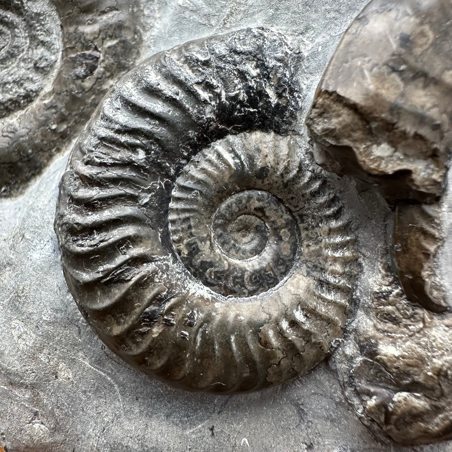 Grammoceras thoaurense Ammonite shell fossil with box and stand - Whitby, North Yorkshire, Yorkshire Fossils from the Jurassic Coast