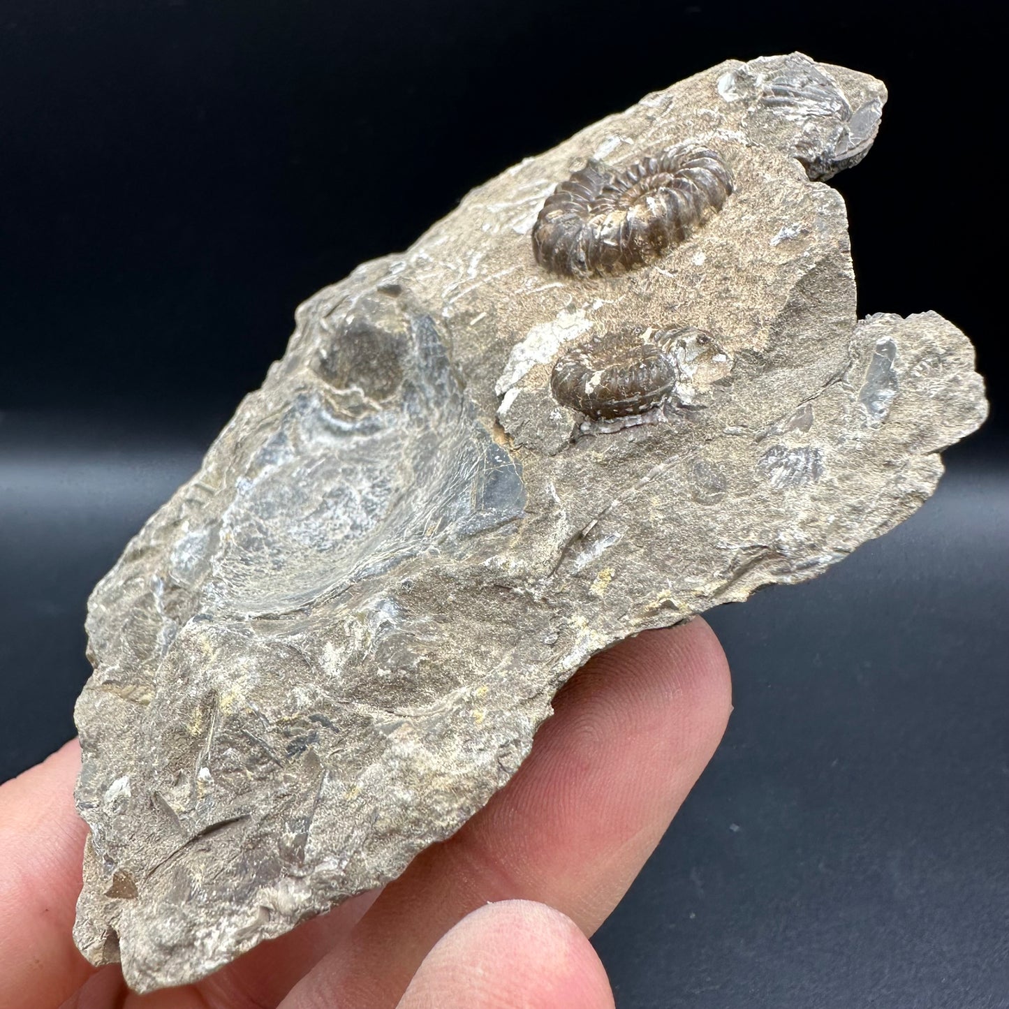 Androgynoceras capricornus Ammonite fossil with box and stand - Whitby, North Yorkshire Jurassic Coast Yorkshire Fossils