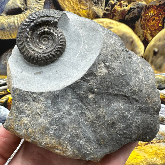 Hildoceras Bifrons ammonite fossil - Whitby, North Yorkshire Jurassic Coast