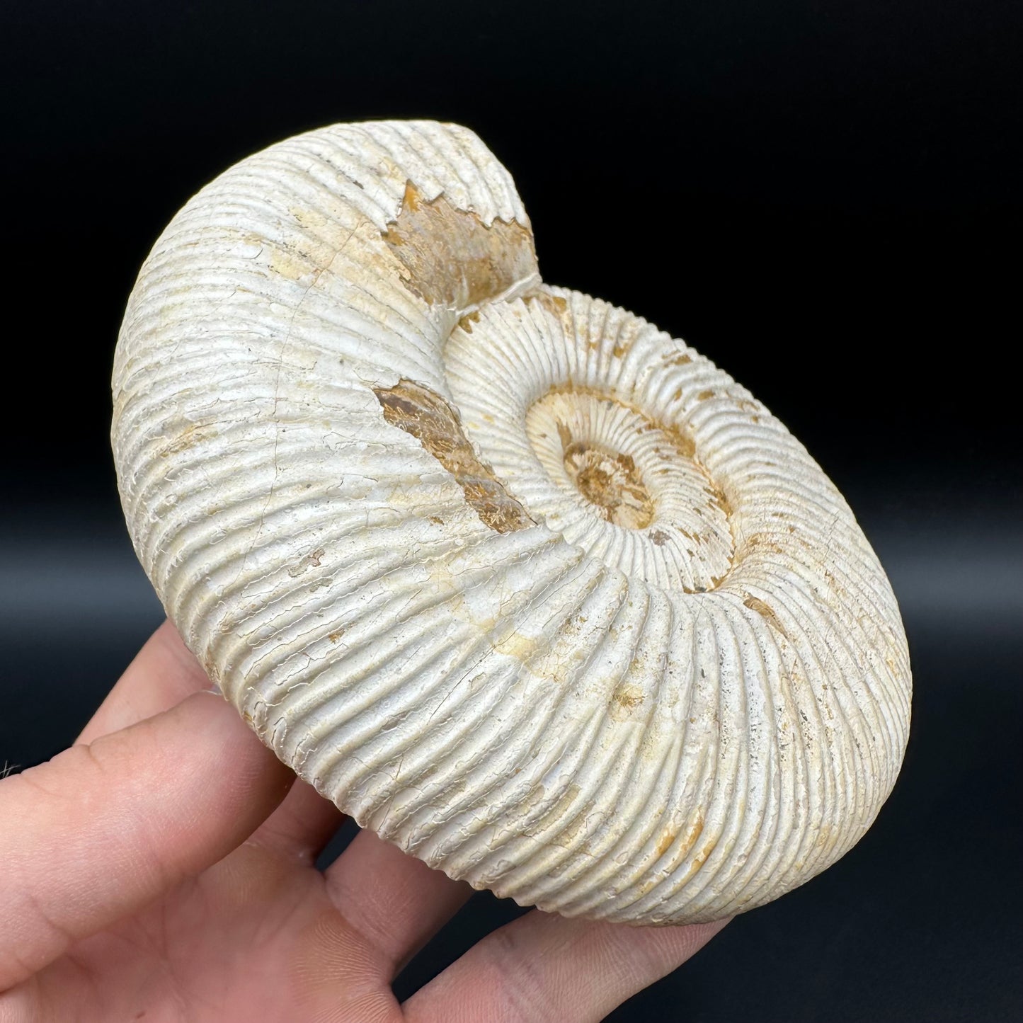 Dichotomosphinctes Ammonite Fossil With Stand - Middle Jurassic Ammonite Madagascar