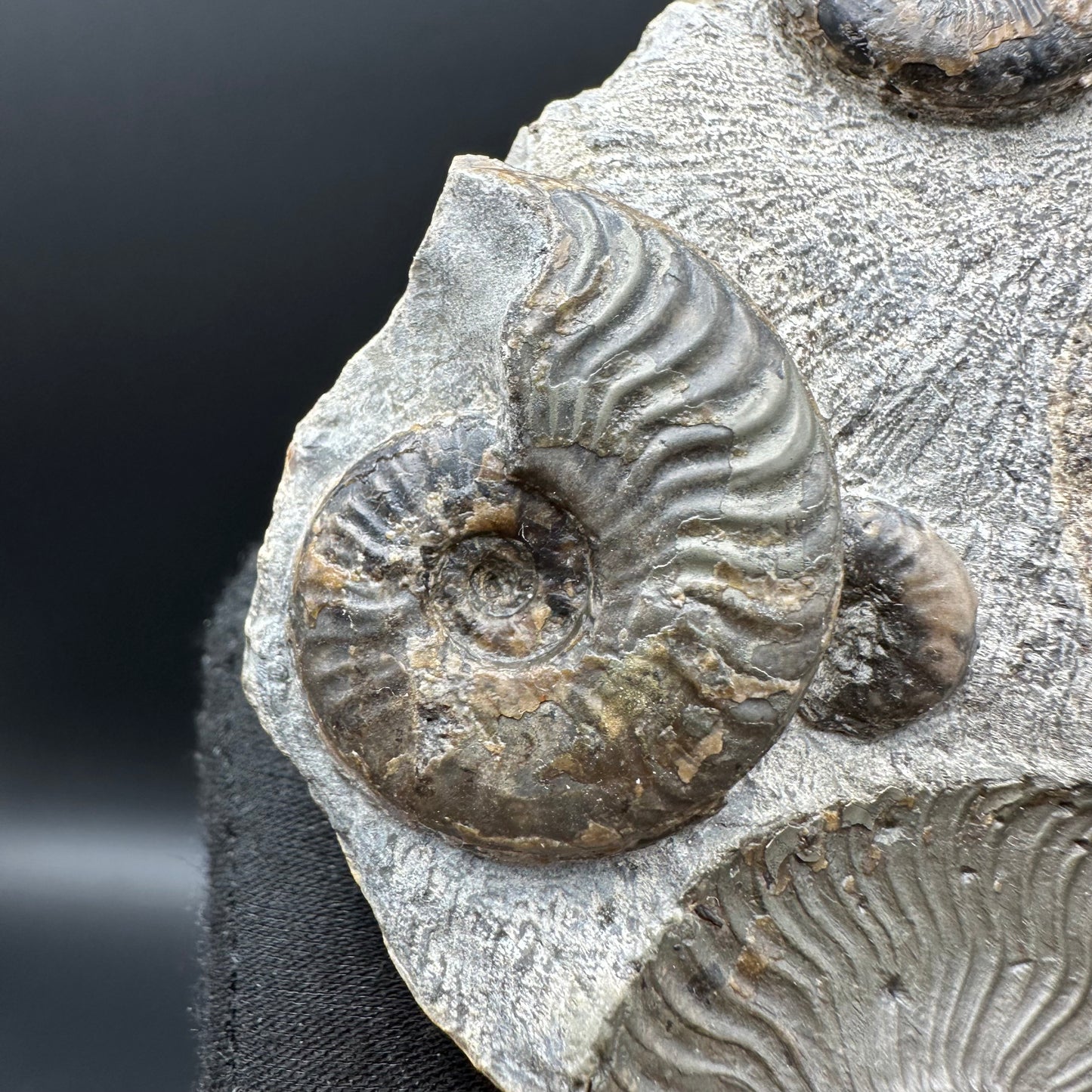 Cleviceras sp. ammonite shell fossil with stand - Whitby, North Yorkshire Jurassic Coast Yorkshire Fossils