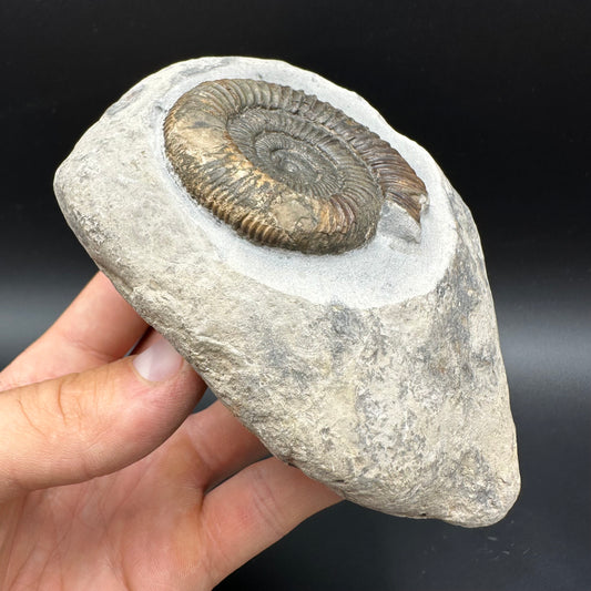 Dactylioceras Ammonite Fossil With box and Stand - Whitby, North Yorkshire Jurassic Coast Yorkshire Fossils