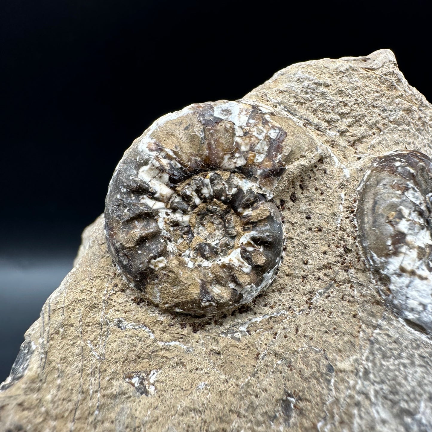 Amaltheus subnodosus Ammonite fossil with box and stand - Whitby, North Yorkshire Jurassic Coast Yorkshire Fossils