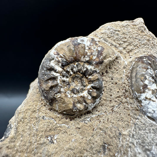 Amaltheus subnodosus Ammonite fossil with box and stand - Whitby, North Yorkshire Jurassic Coast Yorkshire Fossils