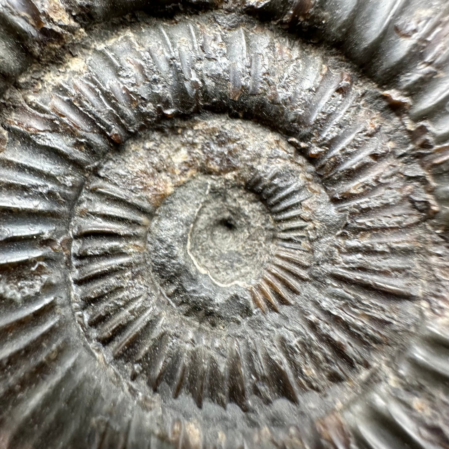 Dactylioceras Ammonite Fossil With Box And Stand - Whitby, North Yorkshire Jurassic Coast Yorkshire Fossils