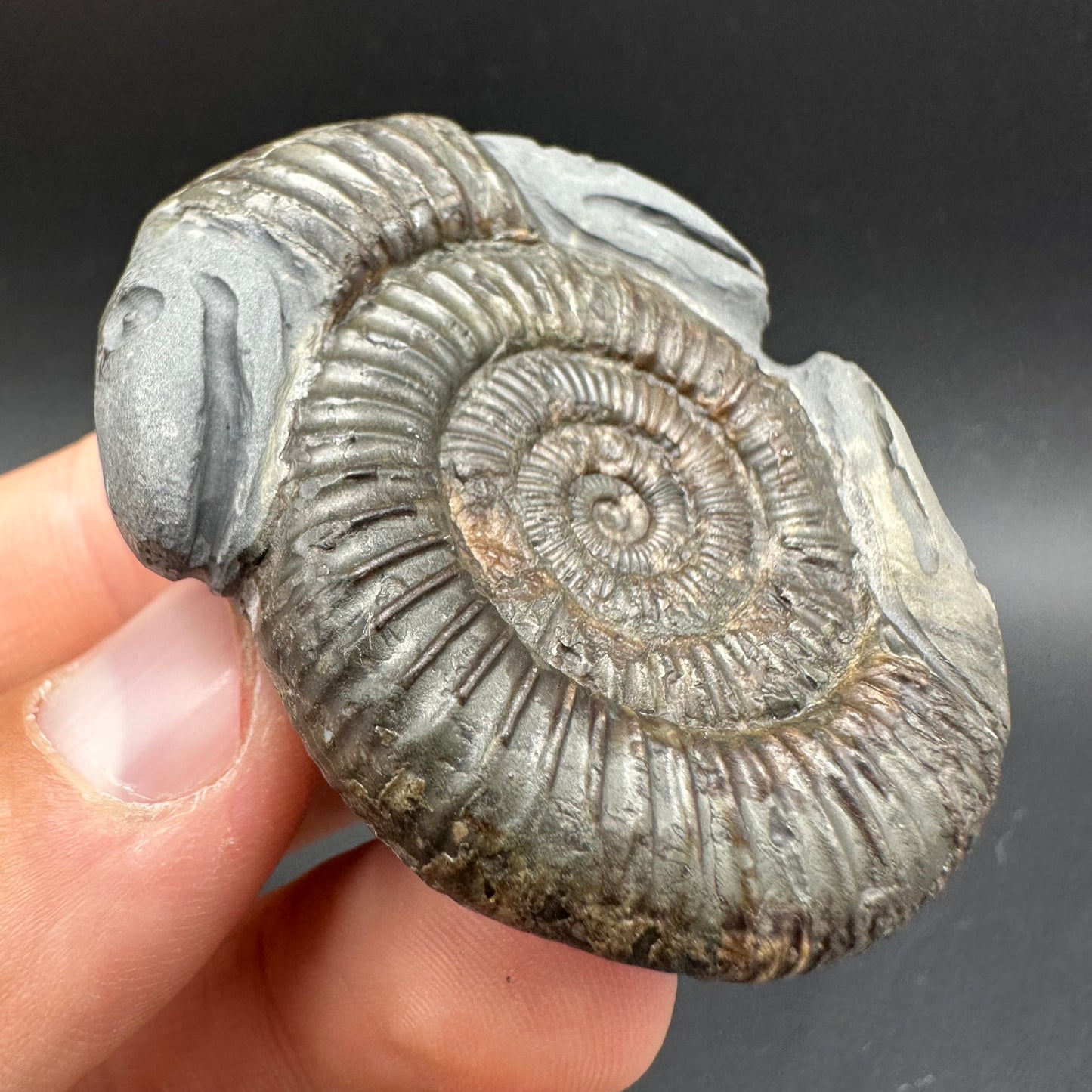Hydra Snakestone Ammonite Fossil With Bag/Box And Stand - Whitby, North Yorkshire Jurassic Coast Yorkshire Fossils