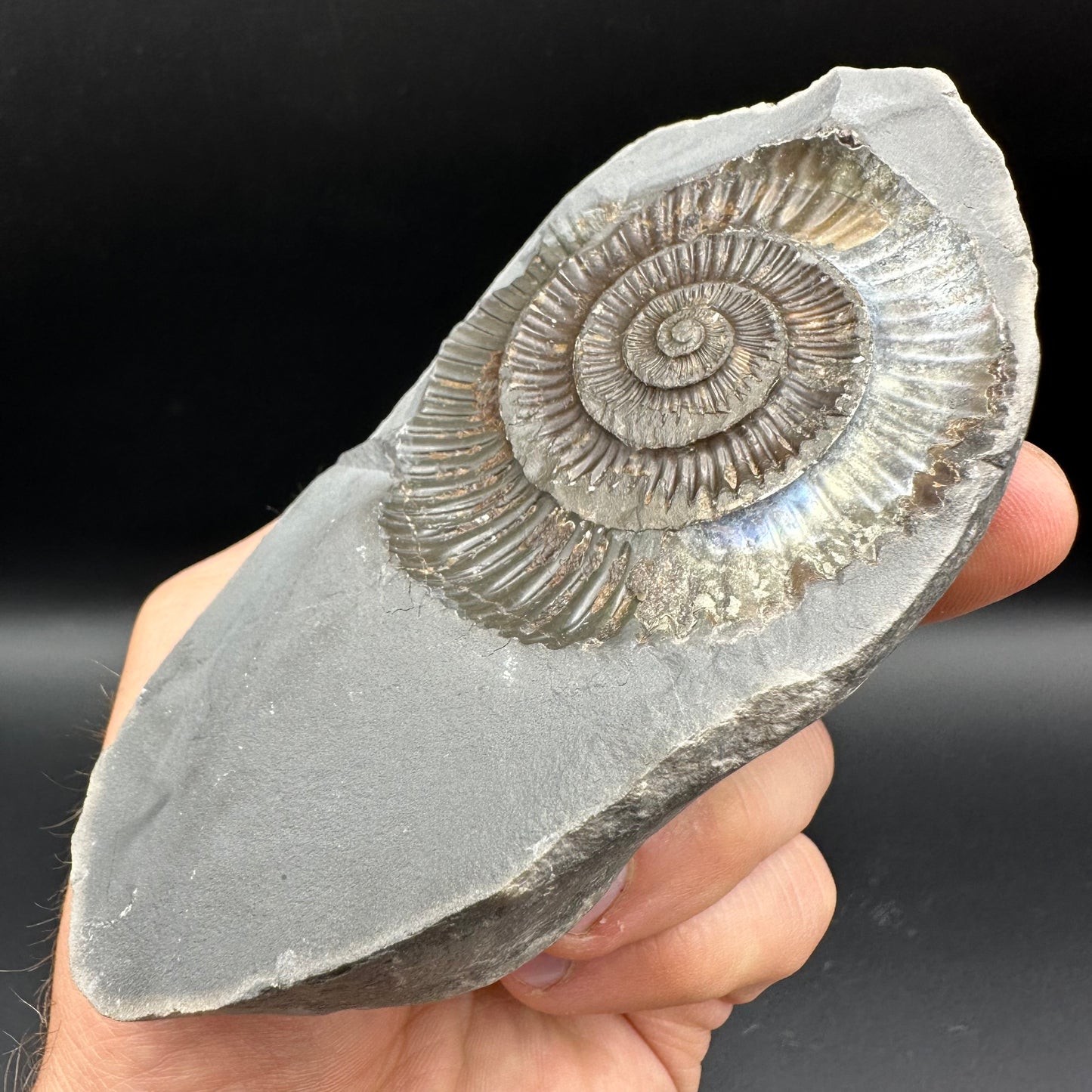 Dactylioceras Ammonite nodule (split pair) Fossil With Stand - Whitby, North Yorkshire Jurassic Coast Yorkshire Fossils