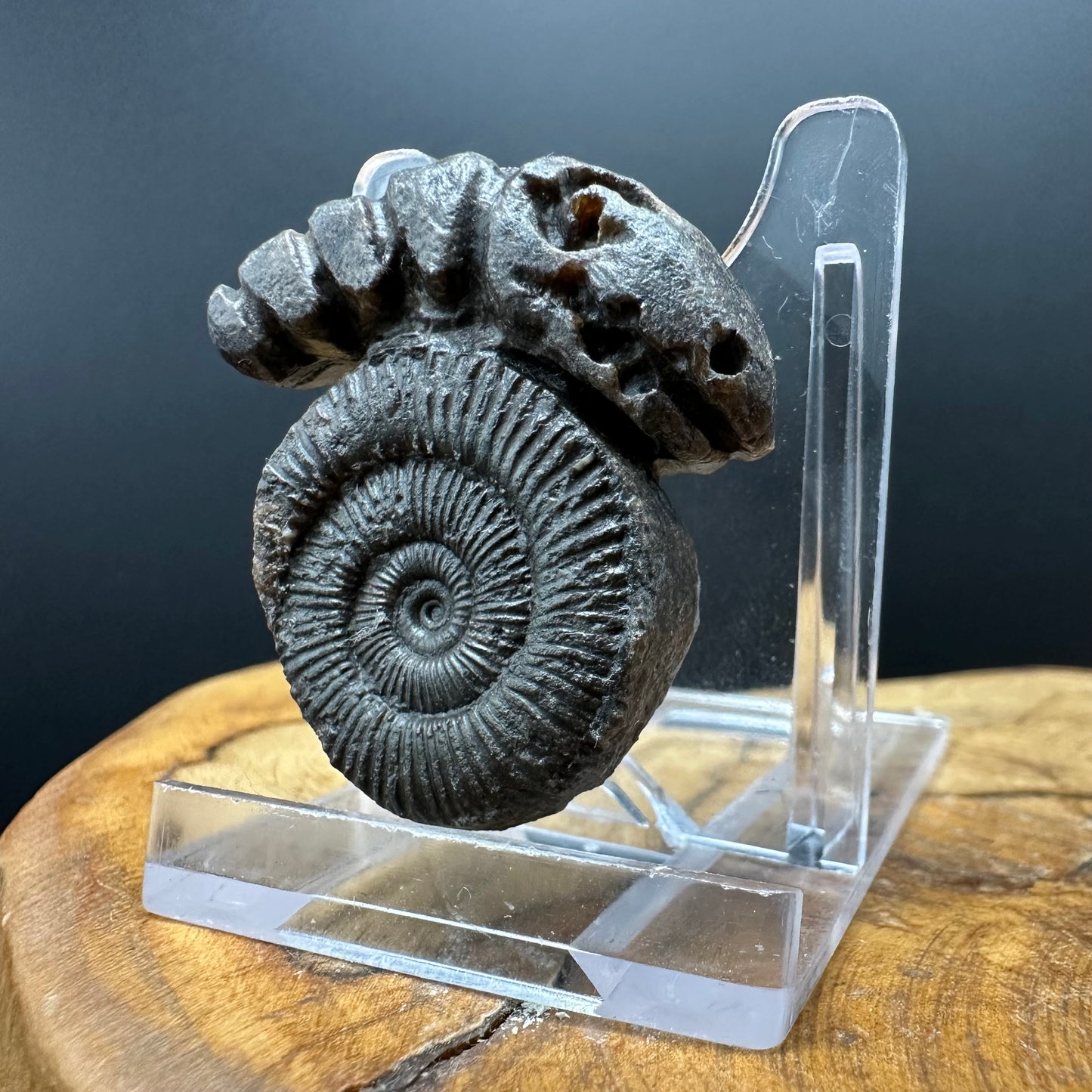 ‘Rammonite’ Snakestone Ammonite Fossil With Bag/Box And Stand - Whitby, North Yorkshire Jurassic Coast Yorkshire Fossils