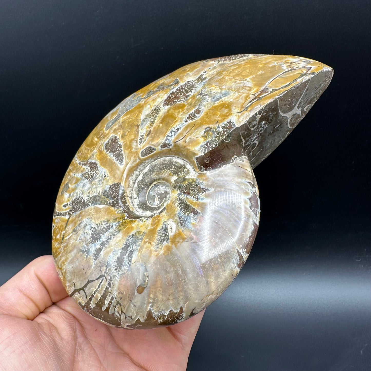Cleoniceras Ammonite Fossil With Stand - Cretaceous Ammonite Madagascar