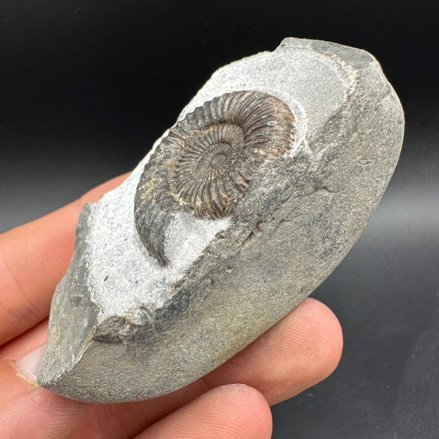 Dactylioceras Ammonite Fossil With Box And Stand - Whitby, North Yorkshire Jurassic Coast Yorkshire Fossils