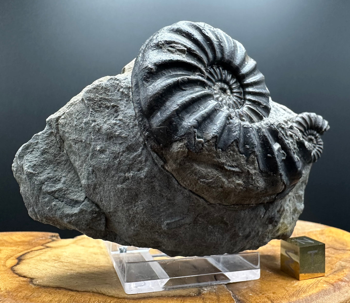 Asteroceras Ammonite fossil with box and stand - Whitby, North Yorkshire Jurassic Coast Yorkshire Fossils