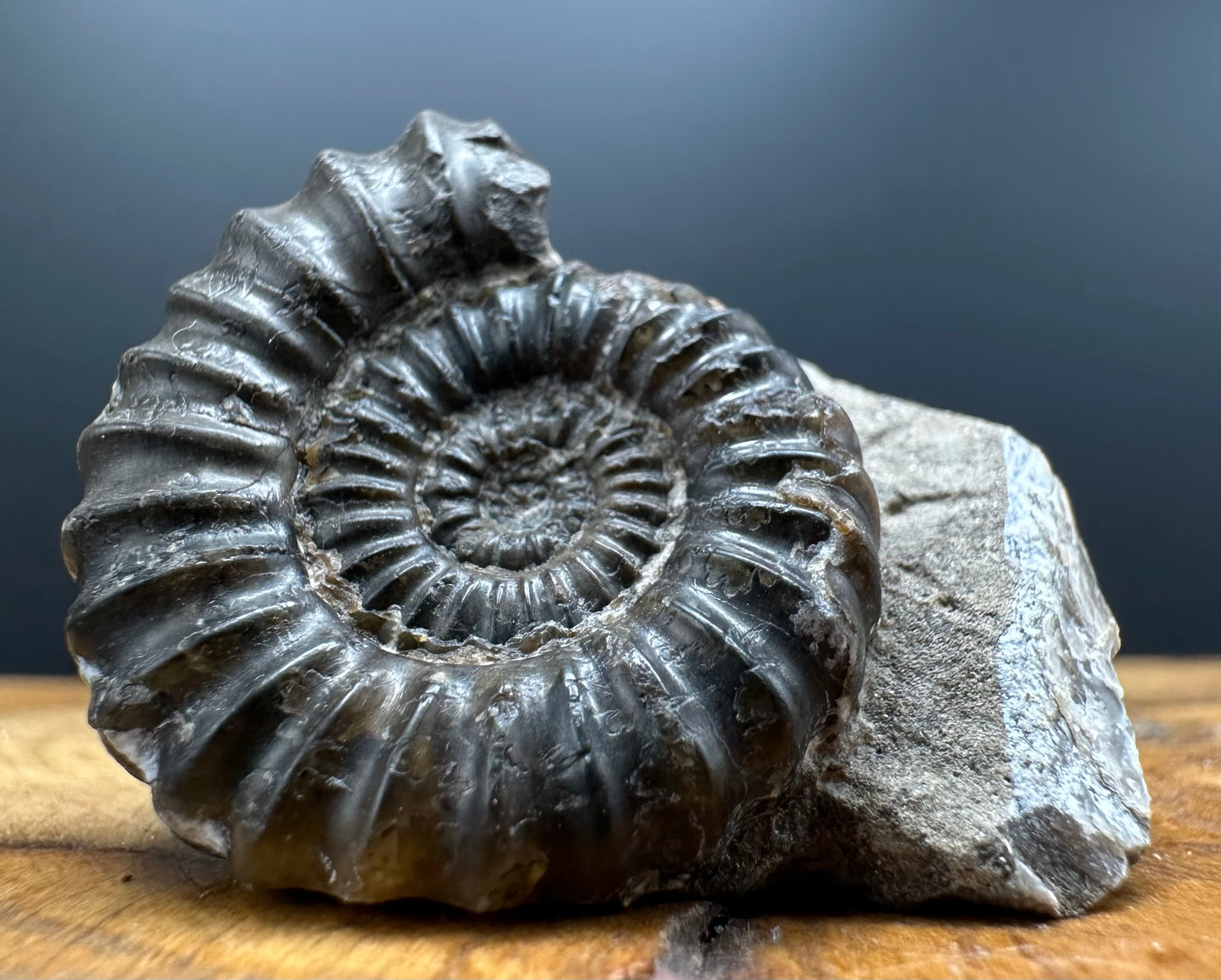 Androgynoceras capricornus Ammonite Fossil With Box And Stand - Whitby, North Yorkshire Jurassic Coast Yorkshire Fossils