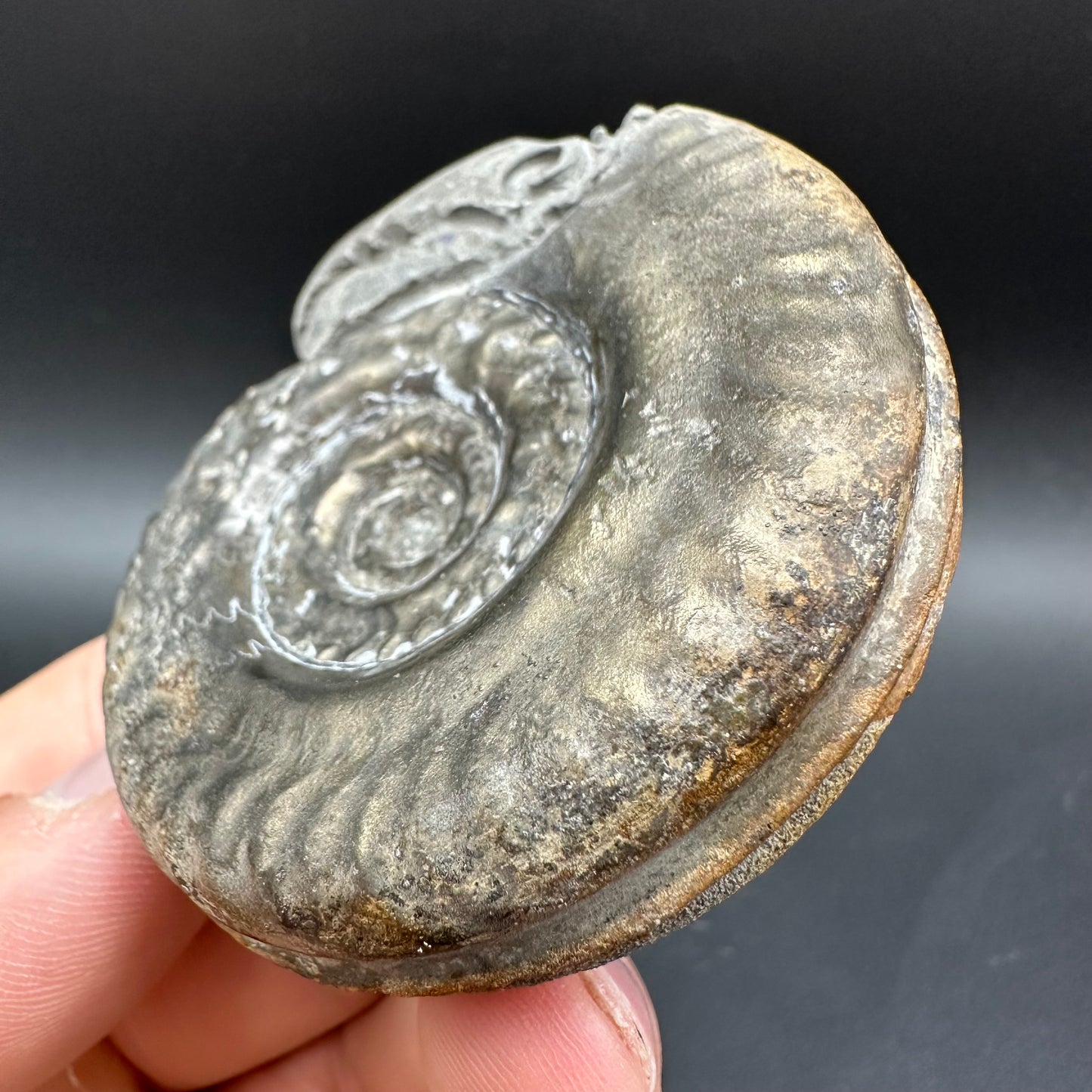 Snakestone Ammonite Fossil With Bag/Box And Stand - Whitby, North Yorkshire Jurassic Coast Yorkshire Fossils
