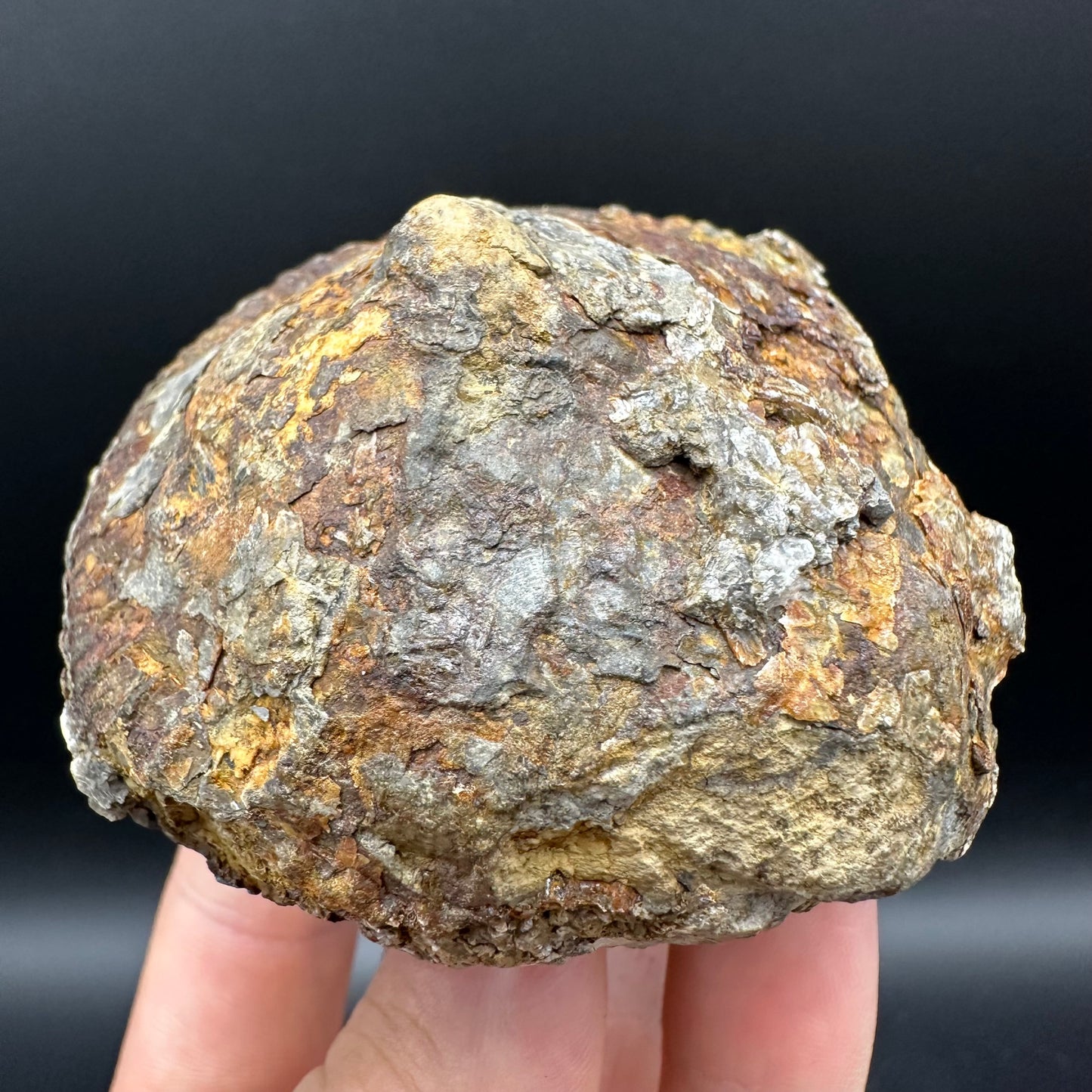 Dactylioceras Ammonite nodule (split pair) Fossil With Box And Stand - Whitby, North Yorkshire Jurassic Coast Yorkshire Fossils
