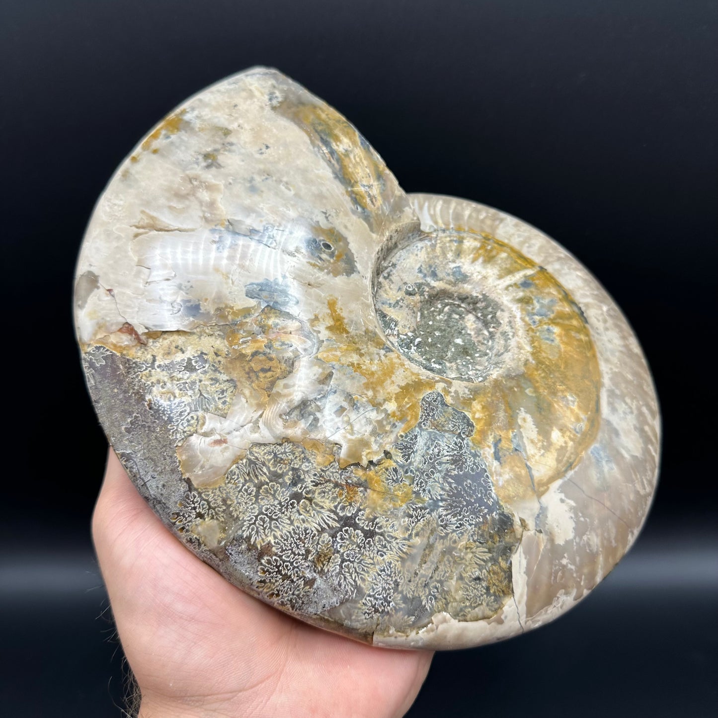 Cleoniceras Ammonite Fossil With Stand - Cretaceous Ammonite Madagascar