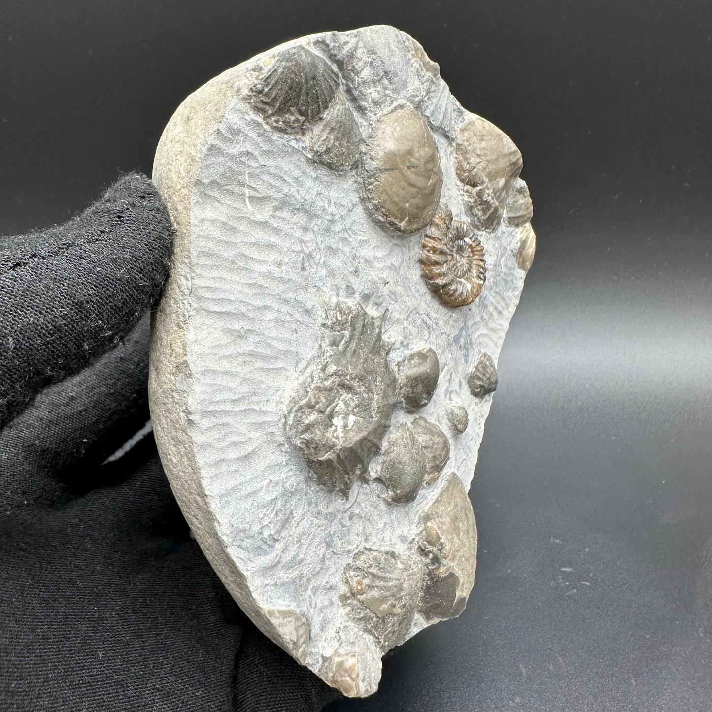Androgynoceras capricornus Ammonite fossil with box and stand - Whitby, North Yorkshire Jurassic Coast Yorkshire Fossils