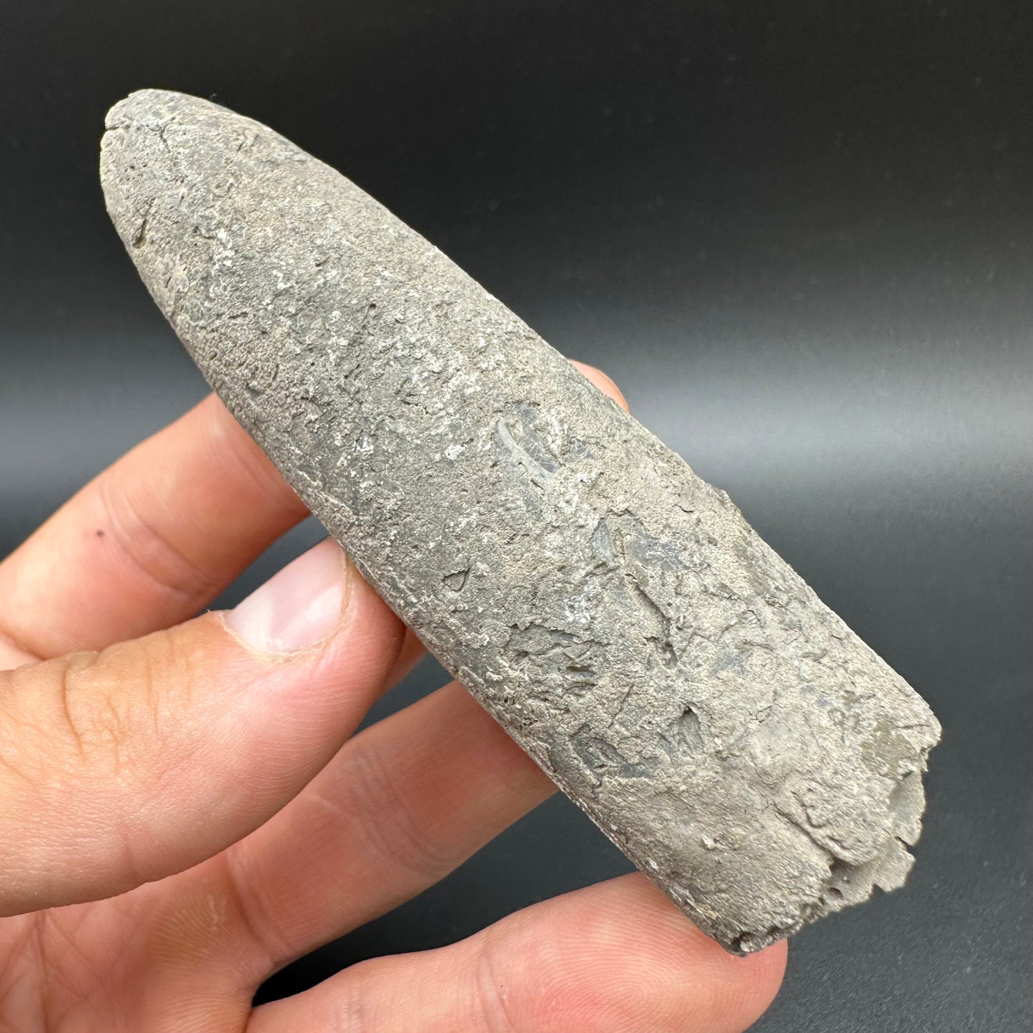 Belemnite (Fossil Squid) shell fossil with box and stand - Whitby, North Yorkshire Jurassic Coast Yorkshire Fossils