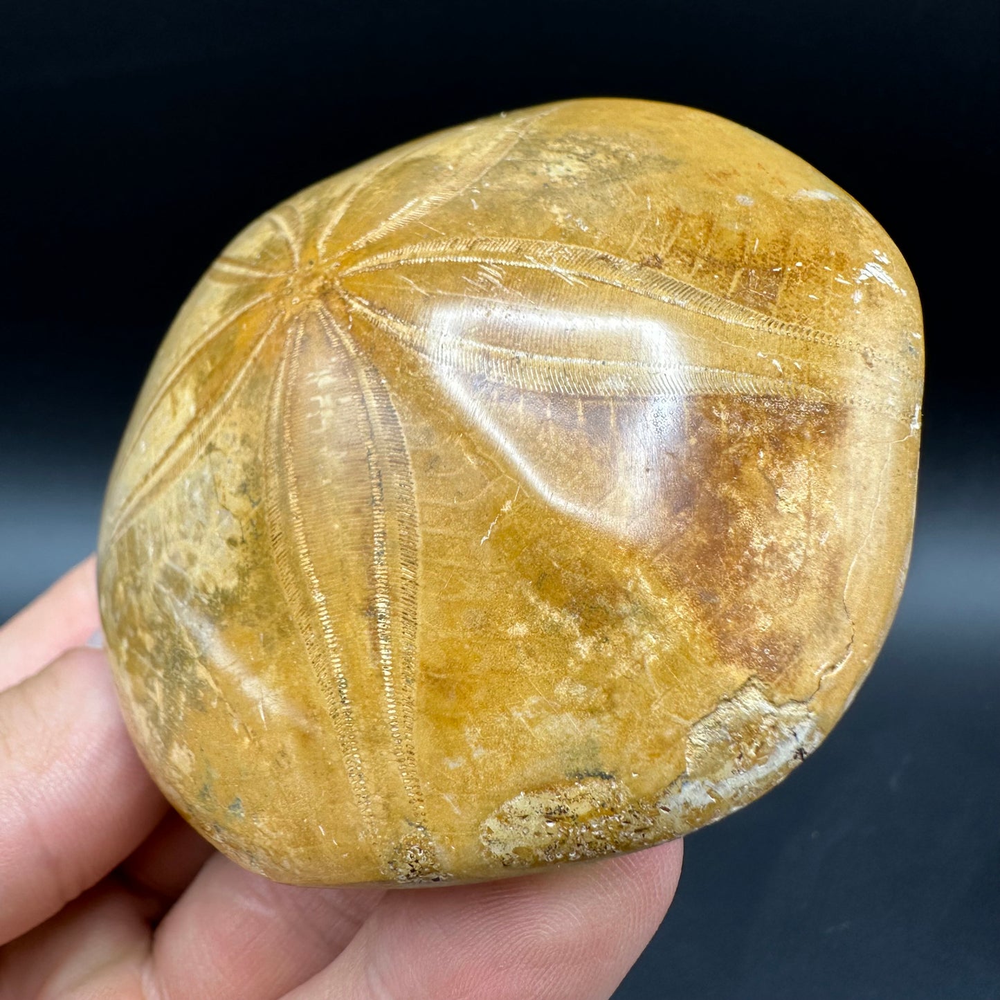 Holectypus Sea Urchin Fossil With Box And Stand - Middle Jurassic Madagascar