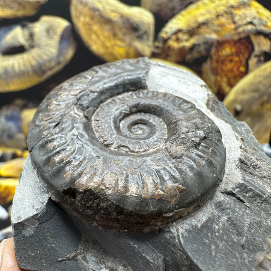 Hildoceras lusitanicum ammonite fossil - Whitby, North Yorkshire, Jurassic Coast, Yorkshire Fossils