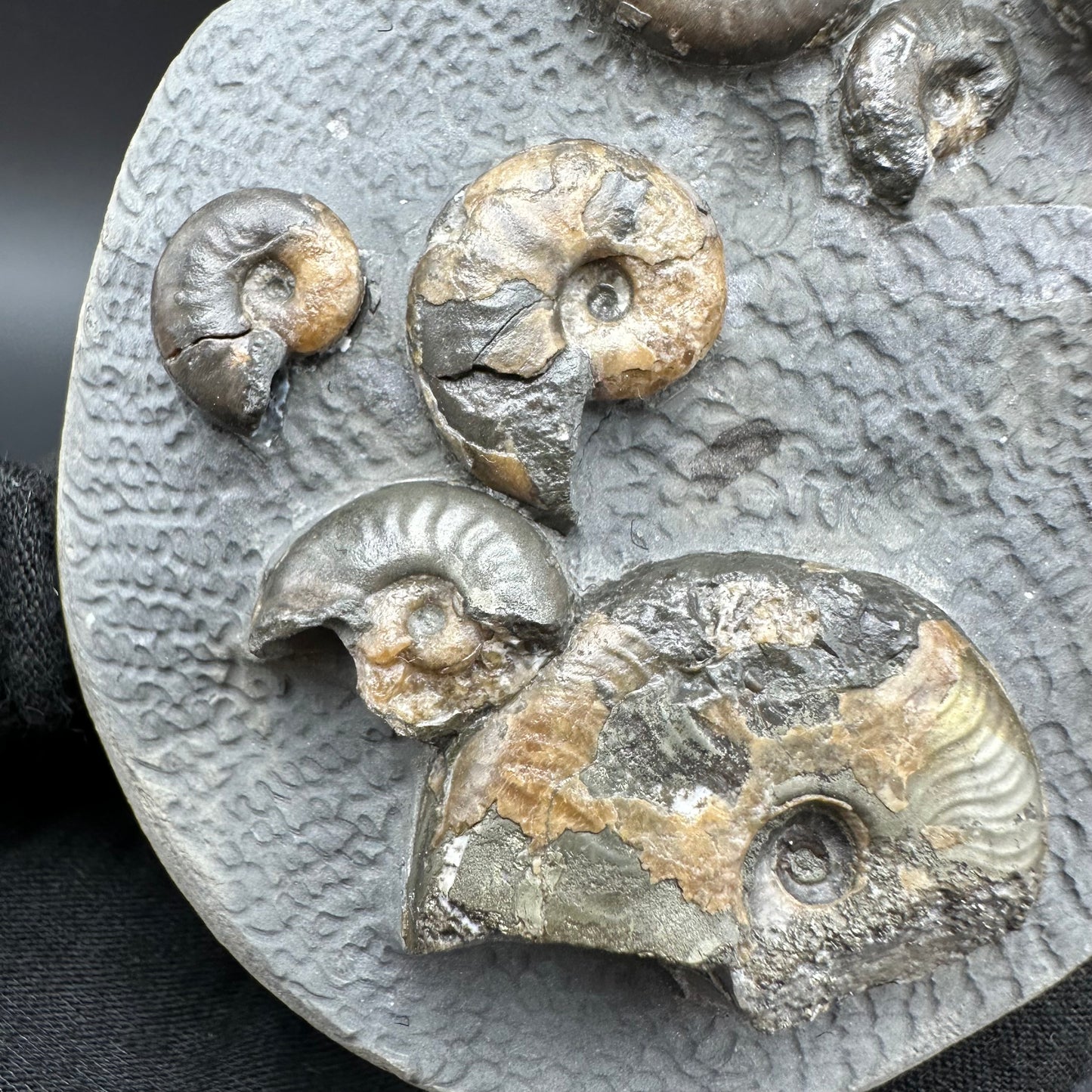 Eleganticeras Elegantulum ammonite fossil with box and stand - Whitby, North Yorkshire Jurassic Coast, Yorkshire Fossils