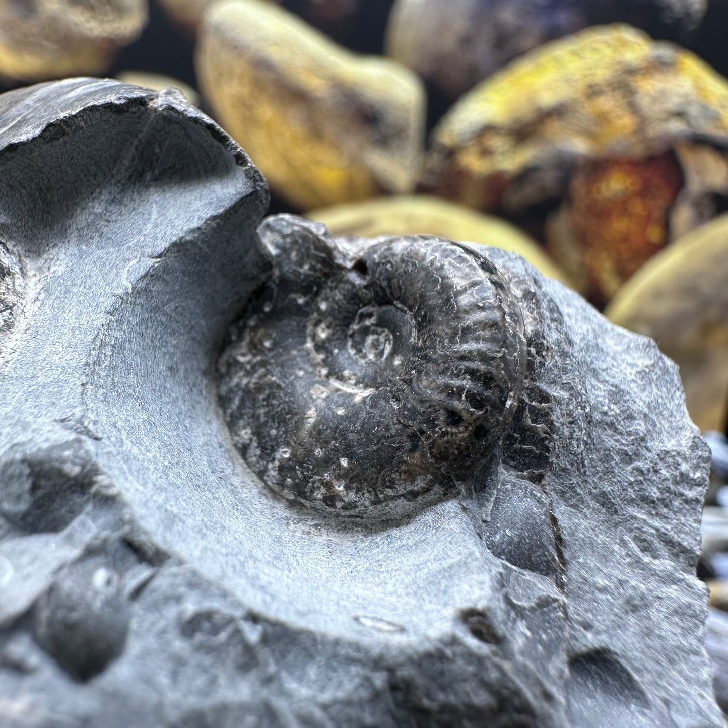 Grammoceras thoaurense ammonite shell fossil - Whitby, North Yorkshire