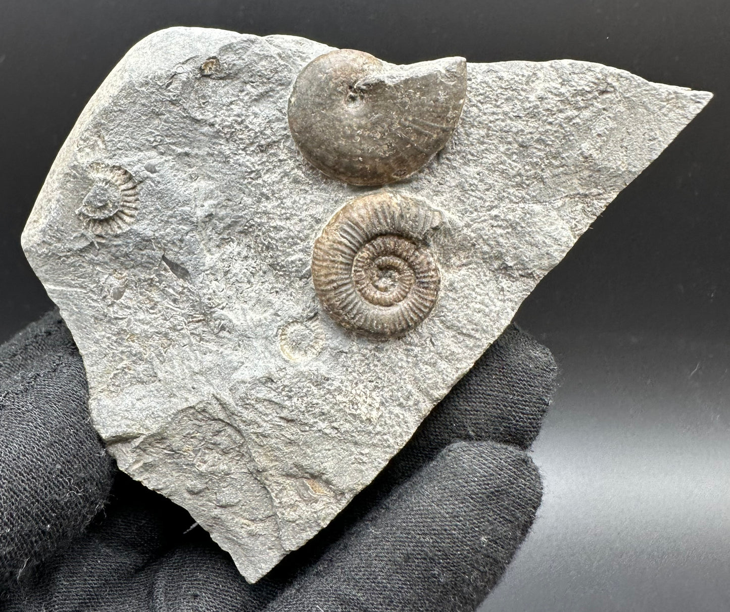 Gracile / Phylloceras Multi-block Ammonite Fossil With Box And Stand - Whitby, North Yorkshire Jurassic Coast Yorkshire Fossils