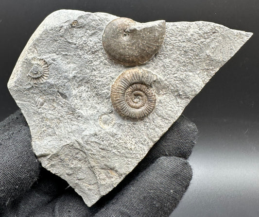 Gracile / Phylloceras Multi-block Ammonite Fossil With Box And Stand - Whitby, North Yorkshire Jurassic Coast Yorkshire Fossils
