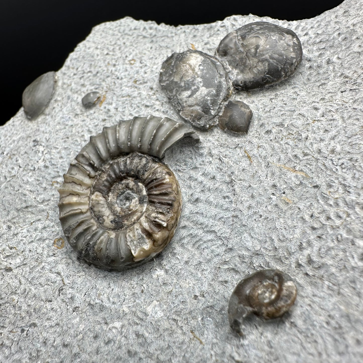 Arnioceras ammonite shell fossil with stand - Whitby, North Yorkshire Jurassic Coast Yorkshire Fossils