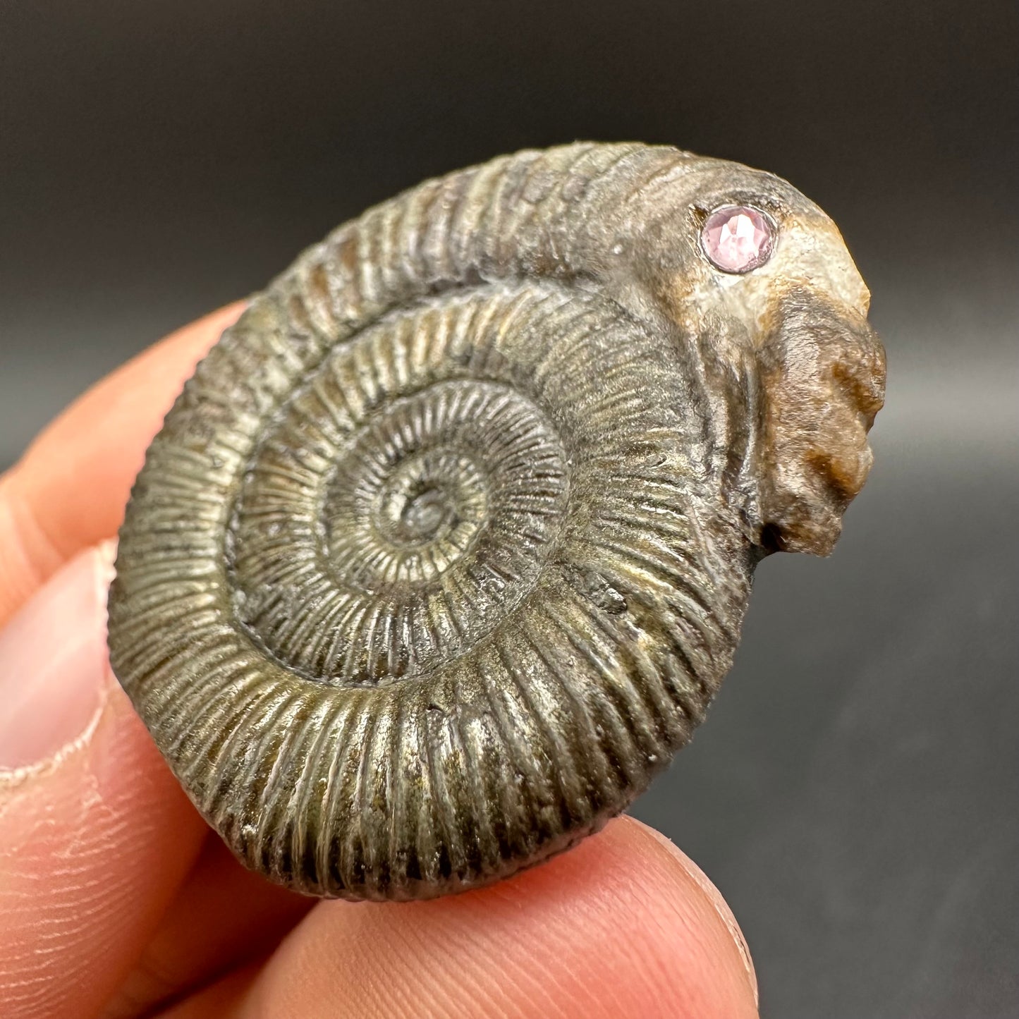 Snakestone Ammonite Fossil With Bag/Box And Stand - Whitby, North Yorkshire Jurassic Coast Yorkshire Fossils