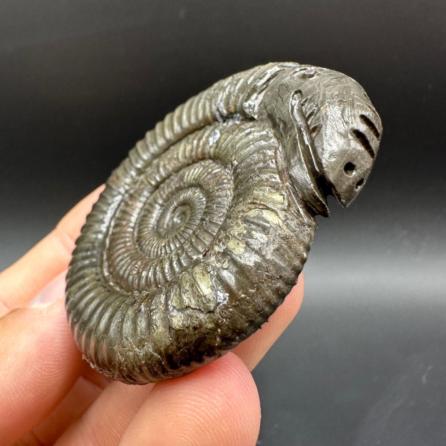 Snakestone Ammonite Fossil With Bag/Box And Stand - Whitby, North Yorkshire Jurassic Coast Yorkshire Fossils