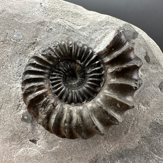 Oistoceras figulinum ammonite fossil with box and stand - Whitby, North Yorkshire Jurassic Coast Yorkshire Fossils