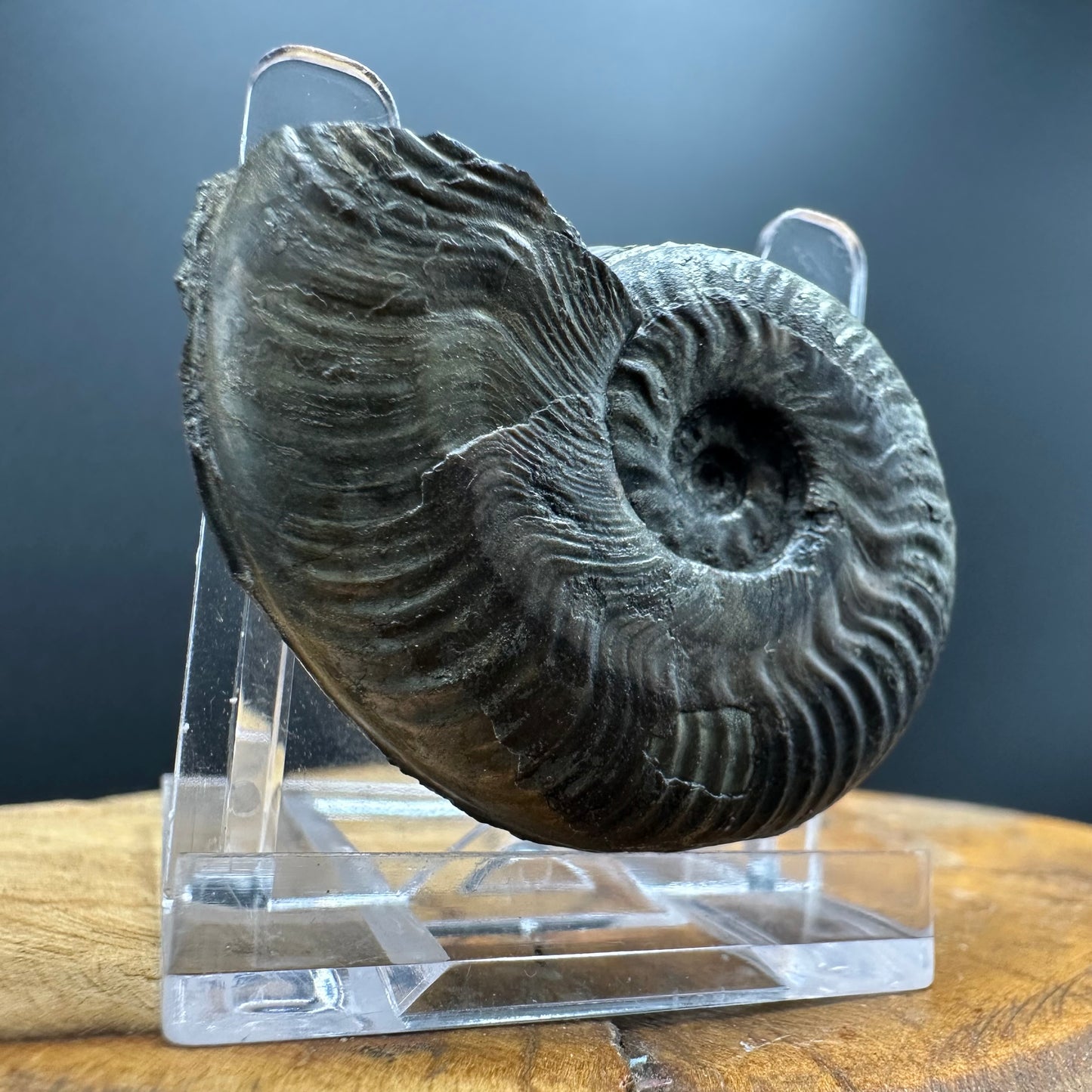 Golden Harpoceras Sp. Ammonite fossil with box and stand - Whitby, North Yorkshire Jurassic Coast Yorkshire Fossils