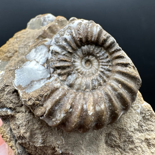 Androgynoceras capricornus Ammonite Fossil With Stand - Whitby, North Yorkshire Jurassic Coast Yorkshire Fossils