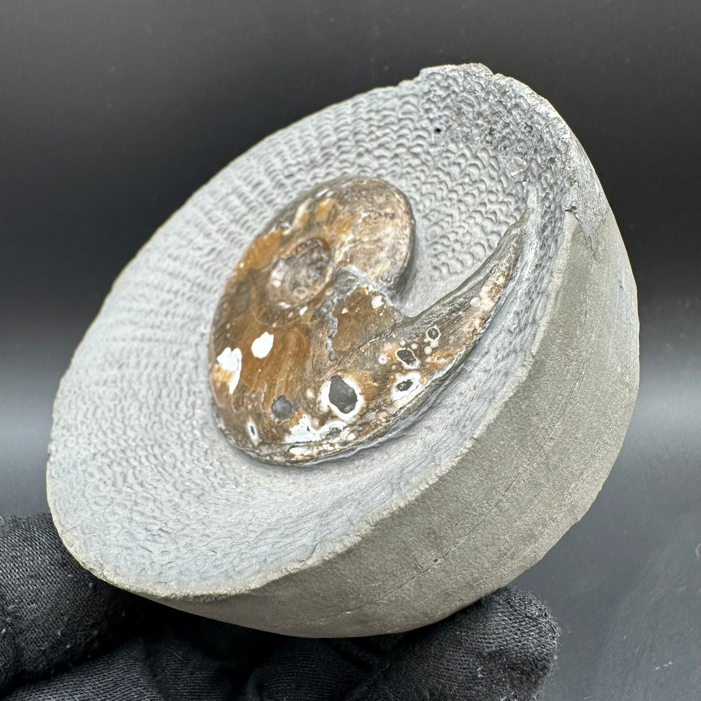 Eleganticeras Elegantulum ammonite with box and stand - Whitby, North Yorkshire Jurassic Coast, Yorkshire Fossils