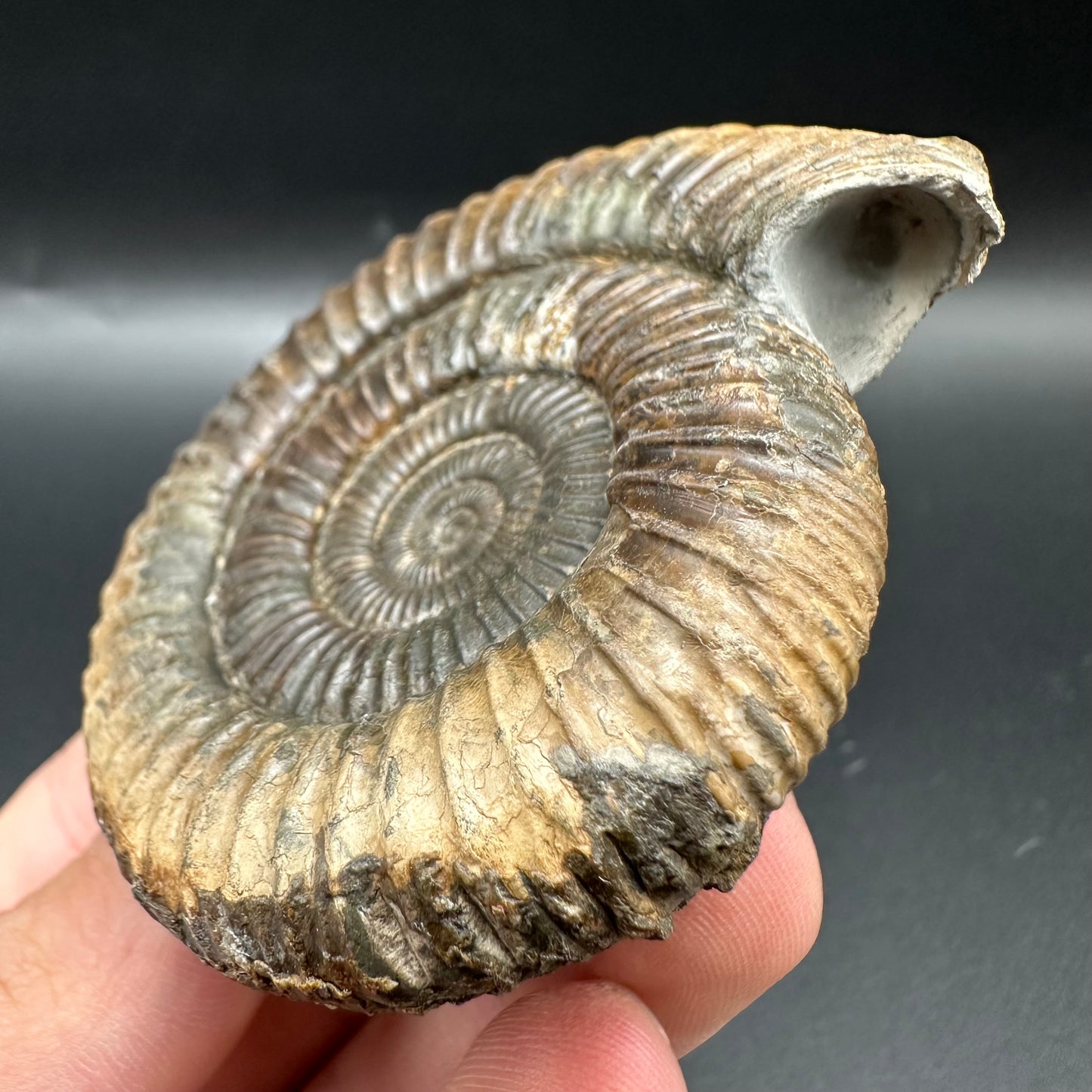 Fully Shelled Dactylioceras Ammonite Fossil With Box And Stand - Whitby, North Yorkshire Jurassic Coast Yorkshire Fossils